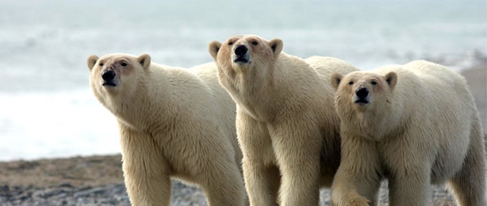 Polar Bears