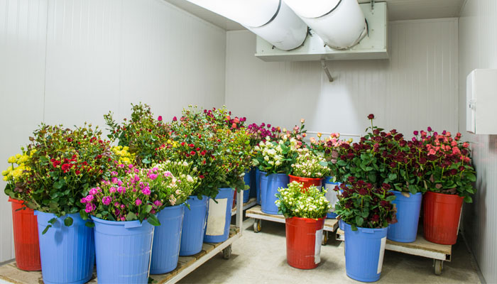 Florists: How do they Keep the flowers Fresh?, Blog