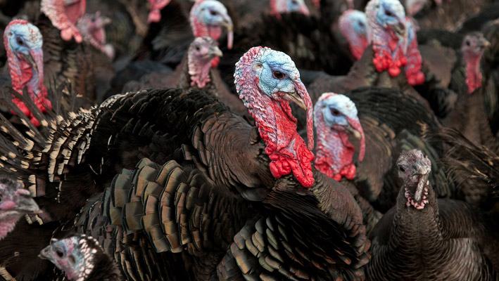 Turkey Farming